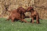 SETTER IRLANDAIS 158
